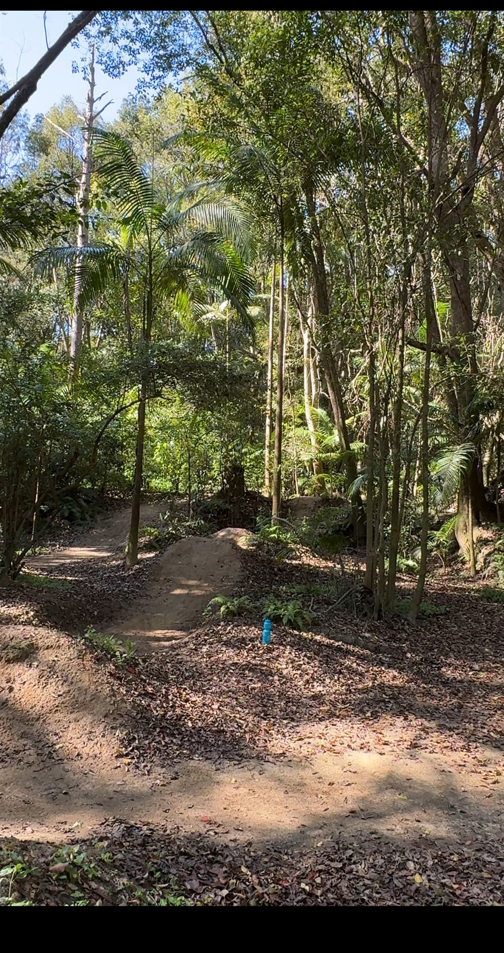Dirt jump line cut through Sunshine Coast rainforest